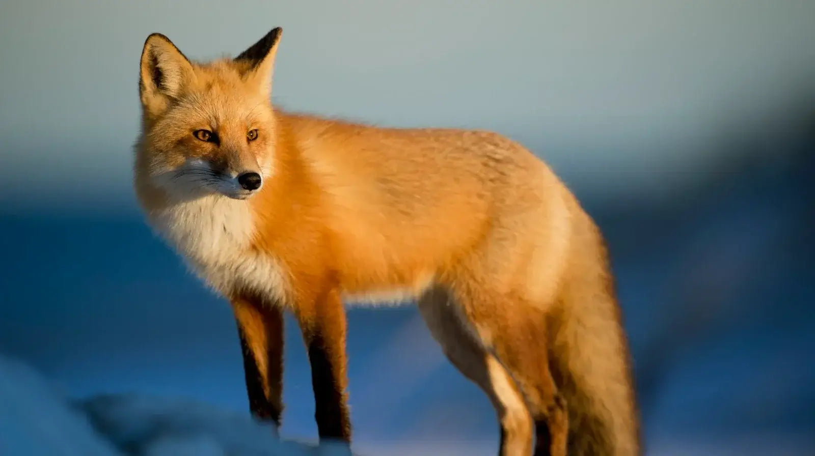 Why Choose Cruelty-Free Perfume: Ethical Luxury