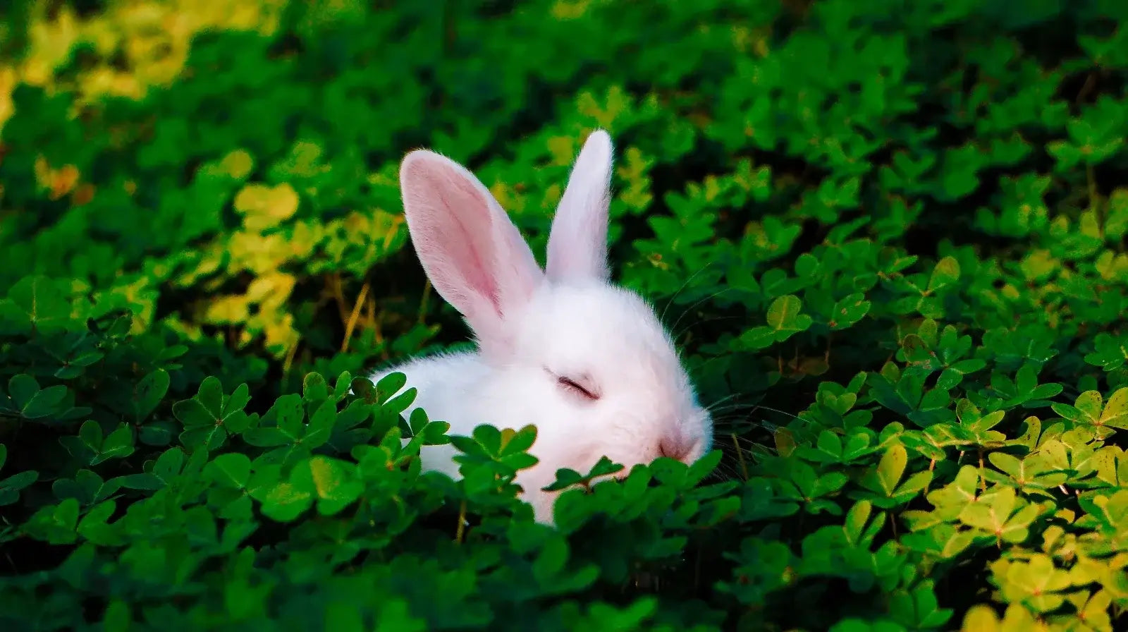 6 Key Advantages of Cruelty-Free Perfume for Conscious Shoppers
