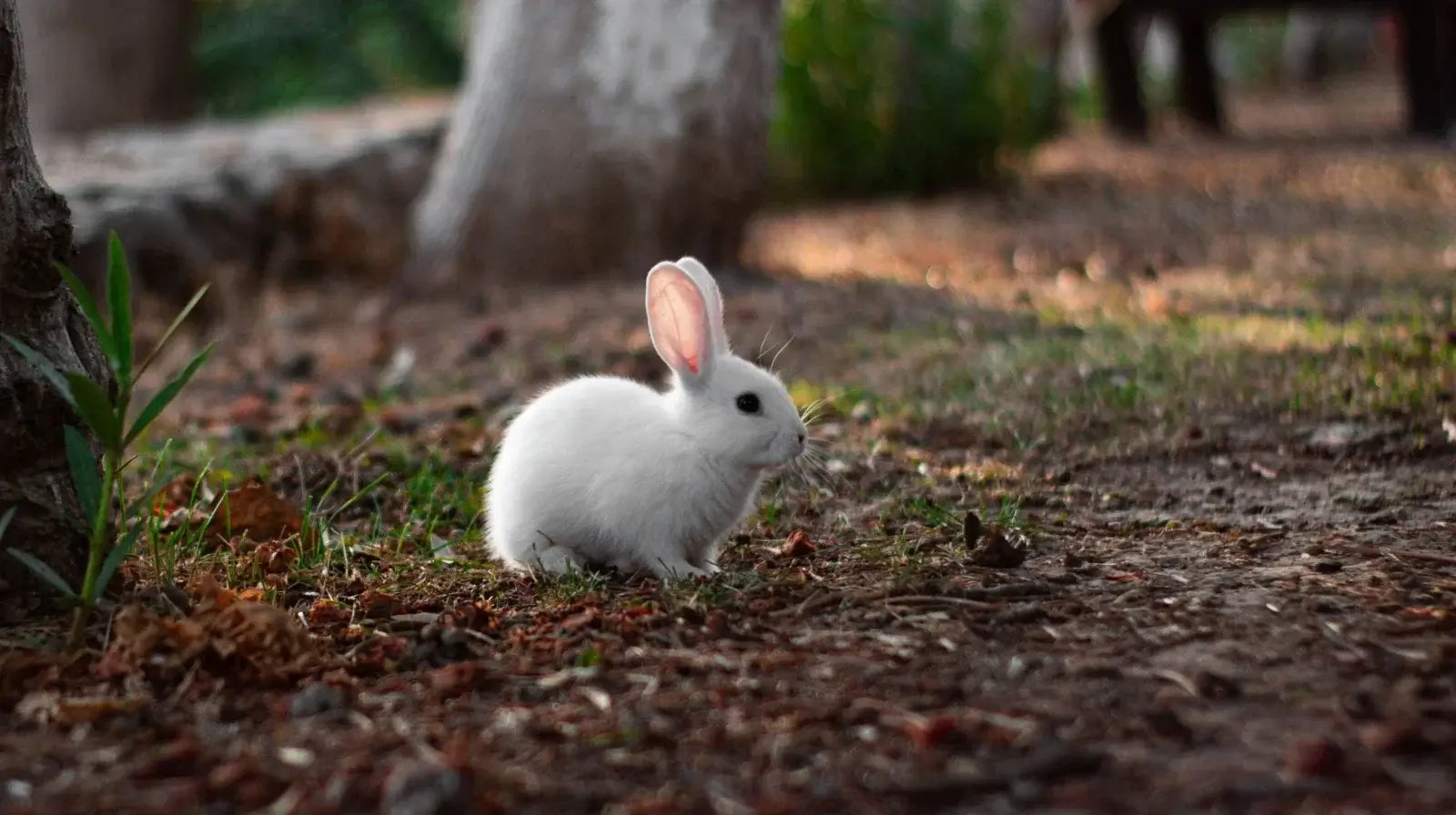 7 fragrance families guide: 2026 cruelty-free scent types