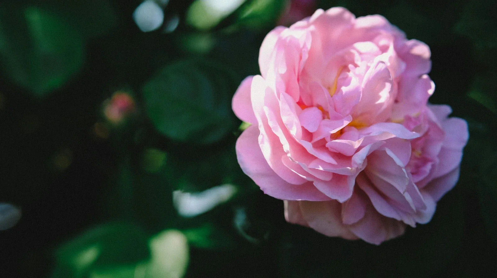 Floral Perfumes for Women: Scent Profiles Worth Wearing in 2026